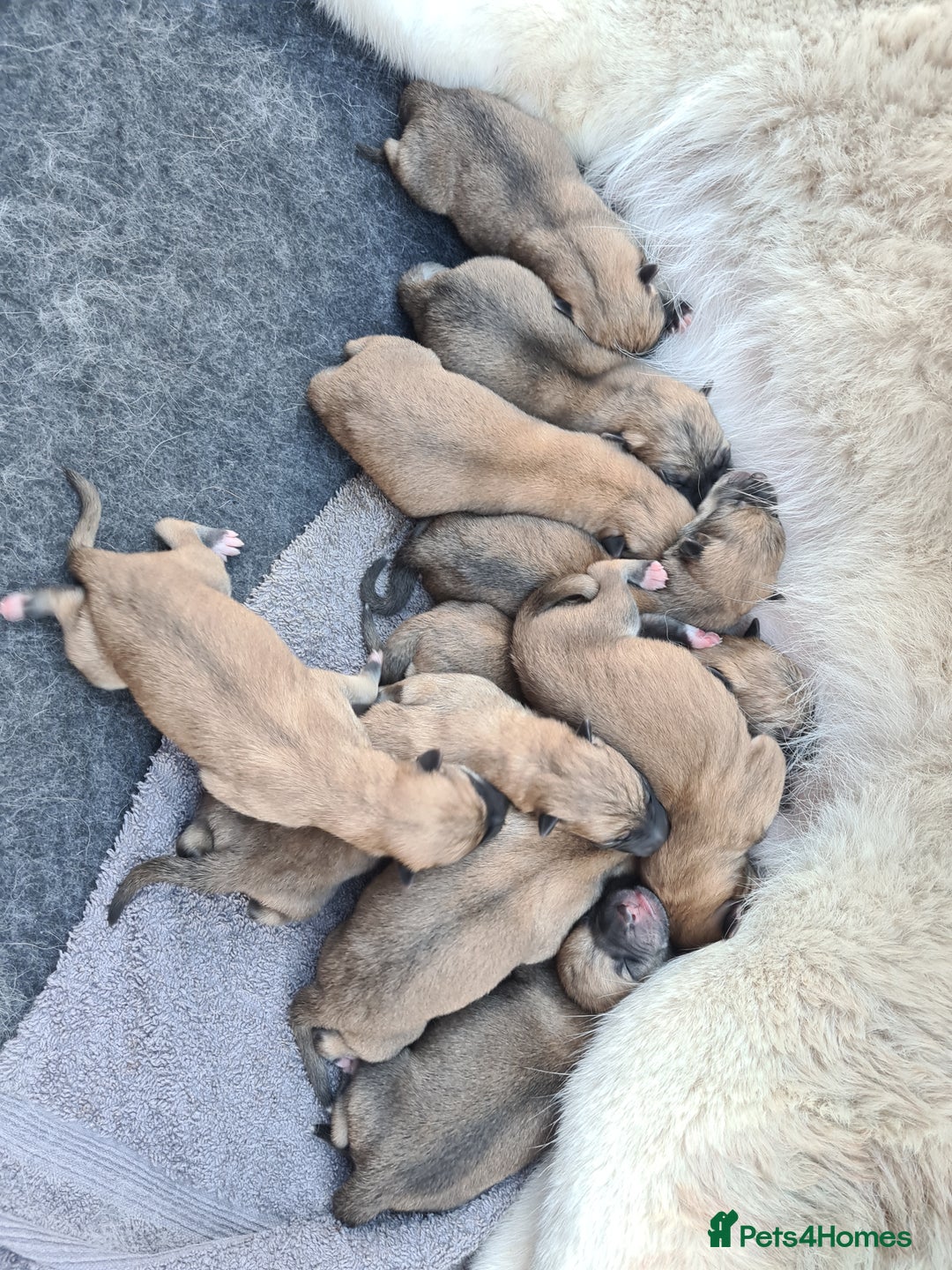 Mixed Breed dogs for sale: Czech Wolfdog × Akita/Malamute Puppies - Image 4