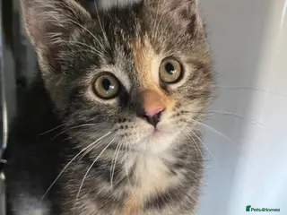 Mixed Breed cats 4 Beautiful Kittens available - Advert 2