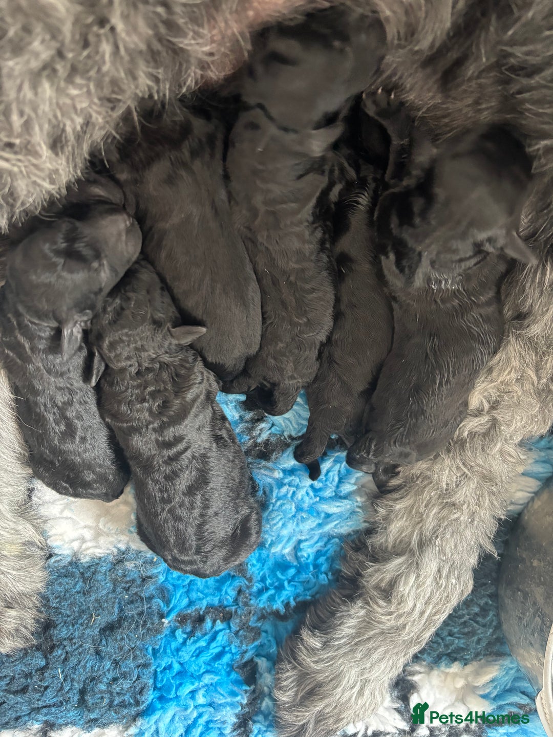 Goldendoodle dogs for sale: Golden doodles  - Image 1