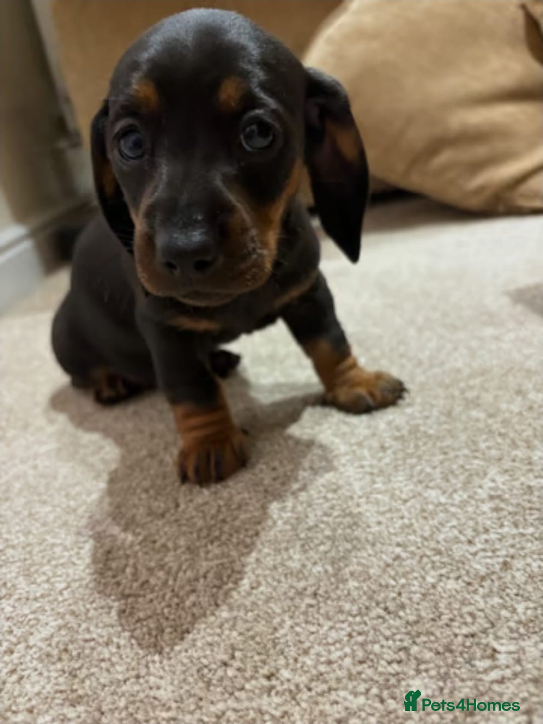 Miniature Dachshund dogs for sale: STUNNING MINIATURE DACHSHUND PUPPIES - Image 4