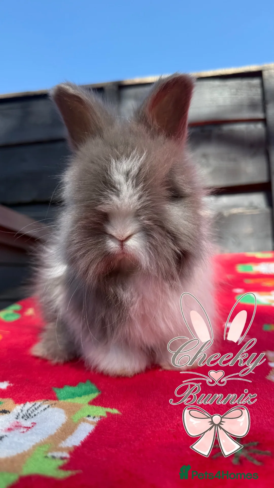 Angora rabbits for sale: Beautiful Full Faced English Angoras - Advert 2