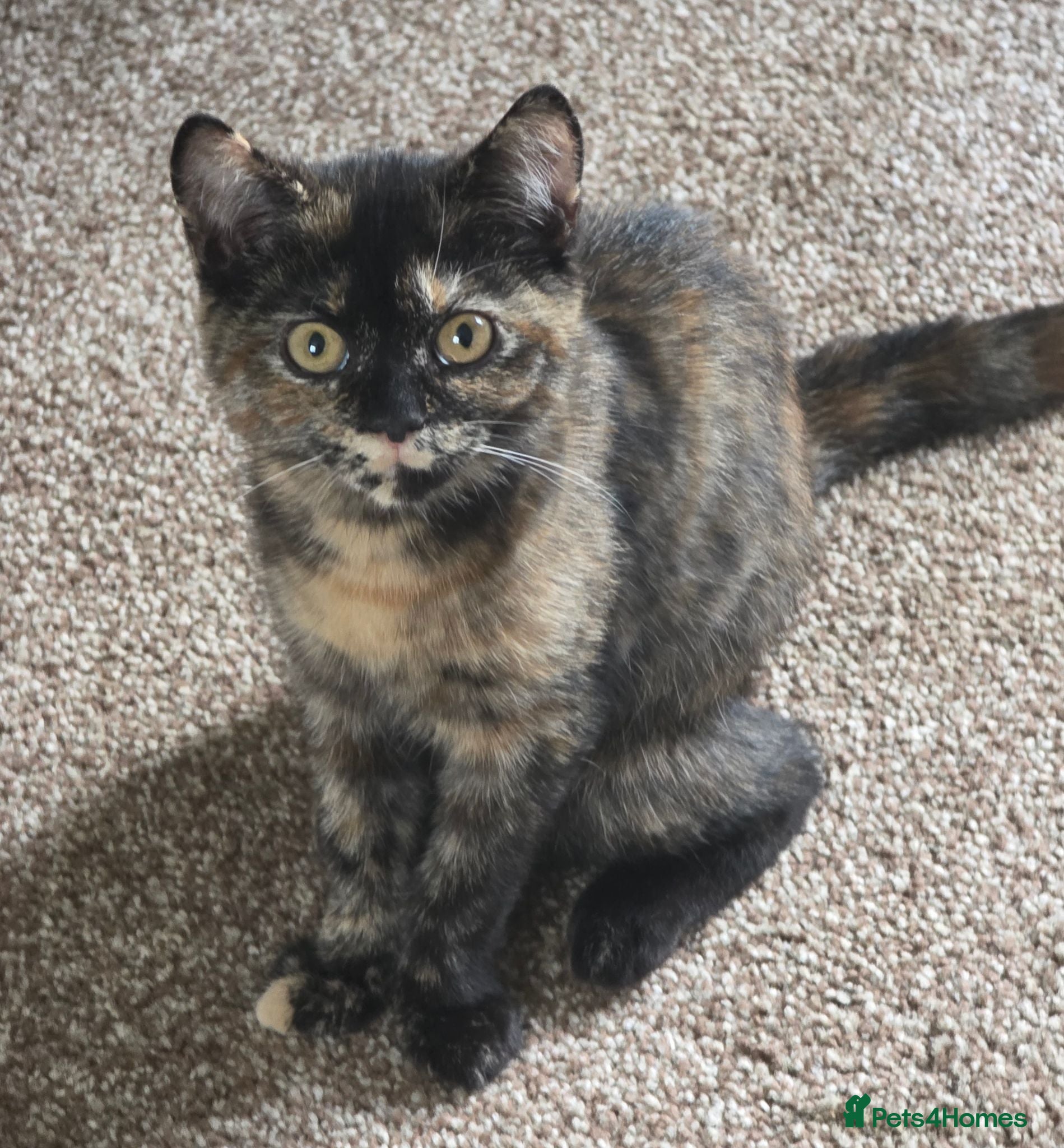 British Shorthair cats Beautiful GIRL Mixed BSH Kitten - Advert 1