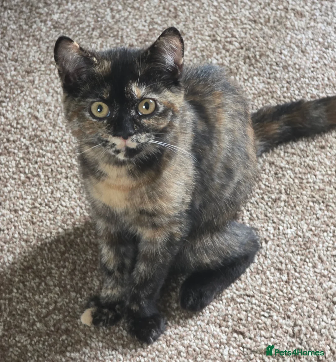 British Shorthair cats for sale: Beautiful Mixed BSH Kittens - Advert 2