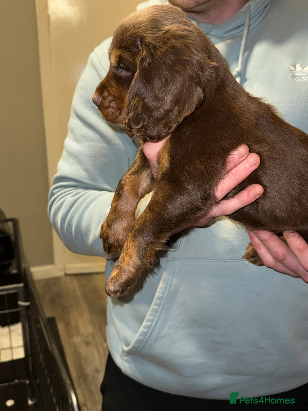 Cocker Spaniel dogs for sale: Stunning KC registered Cocker Spaniel Pups - Advert 8