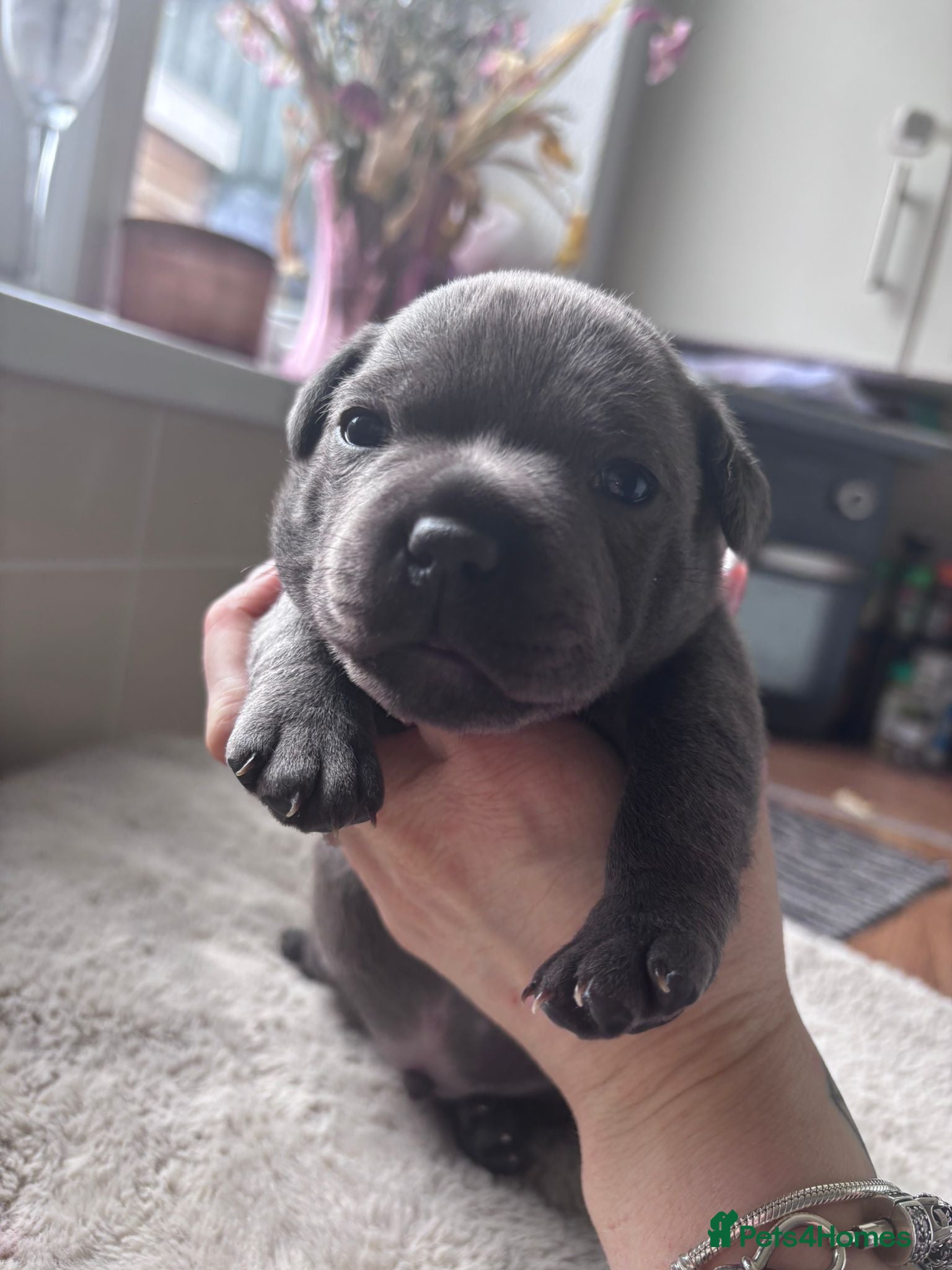 Staffordshire Bull Terrier dogs 💙Kc registered blue staffordshire bull terriers💙 - Advert 2