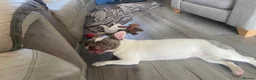 French Bulldog dogs for sale: Beautiful French Bulldog Puppies  in Gillingham - Advert 4