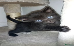 Mixed Breed cats for sale: 2 white 2 black  - Image 6