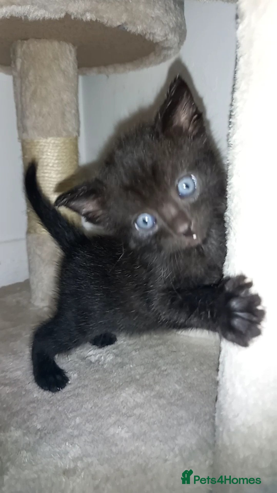 Mixed Breed cats for sale: 2 white 2 black  - Image 6
