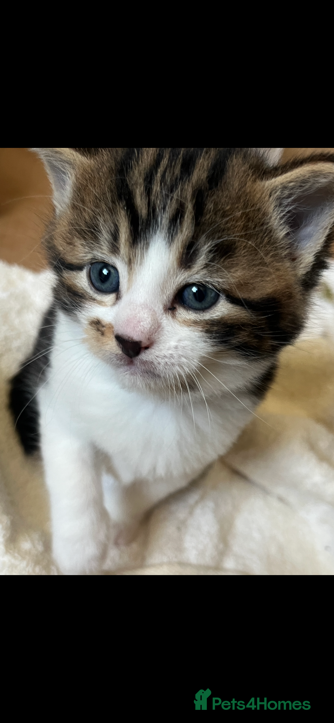 British Shorthair cats British shorthair x kittens for sale - Advert 6