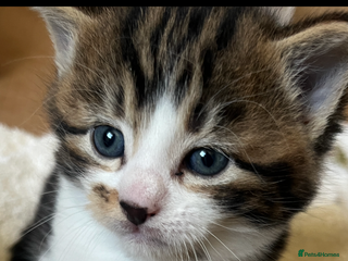 British Shorthair cats British shorthair x kittens for sale - Advert 6