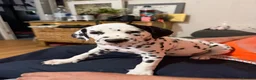 Dalmatian dogs for sale: RKG Dalmatian pups ready this weekend  - Advert 6