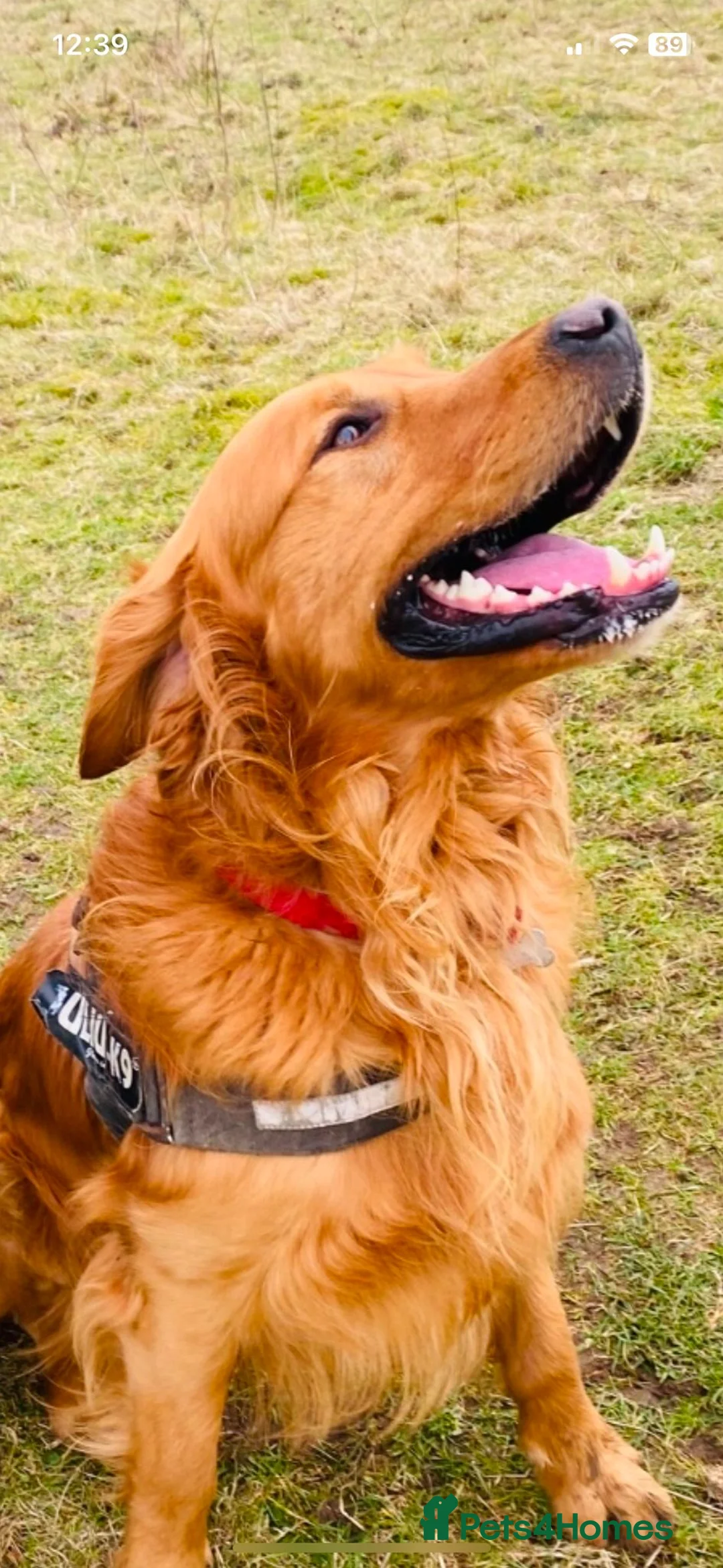 Golden Retriever dogs for stud: Proven Golden Retreiver for stud  in Hassocks - Advert 2
