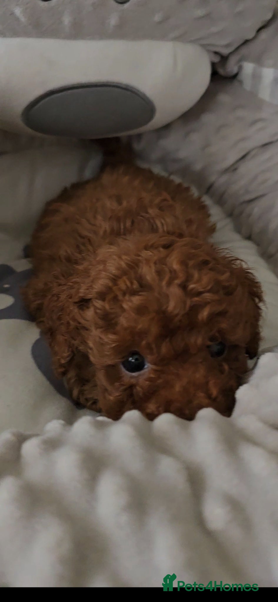 Toy Poodle dogs Quality deep red toy poodle puppies - Advert 2