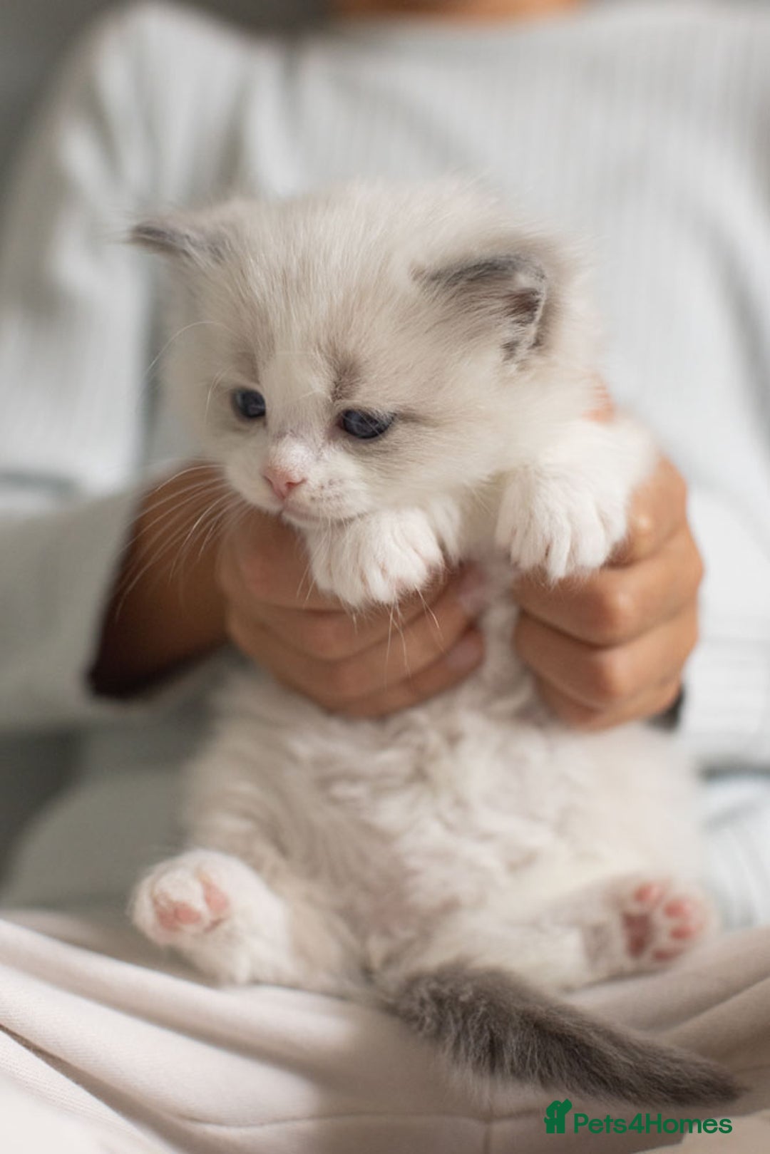 Ragdoll cats for sale: Best Ragdoll Bicolour and Lynx kittens in UK - Image 11