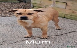 Mixed Breed dogs for sale: Cane Corso mix breed - Image 6