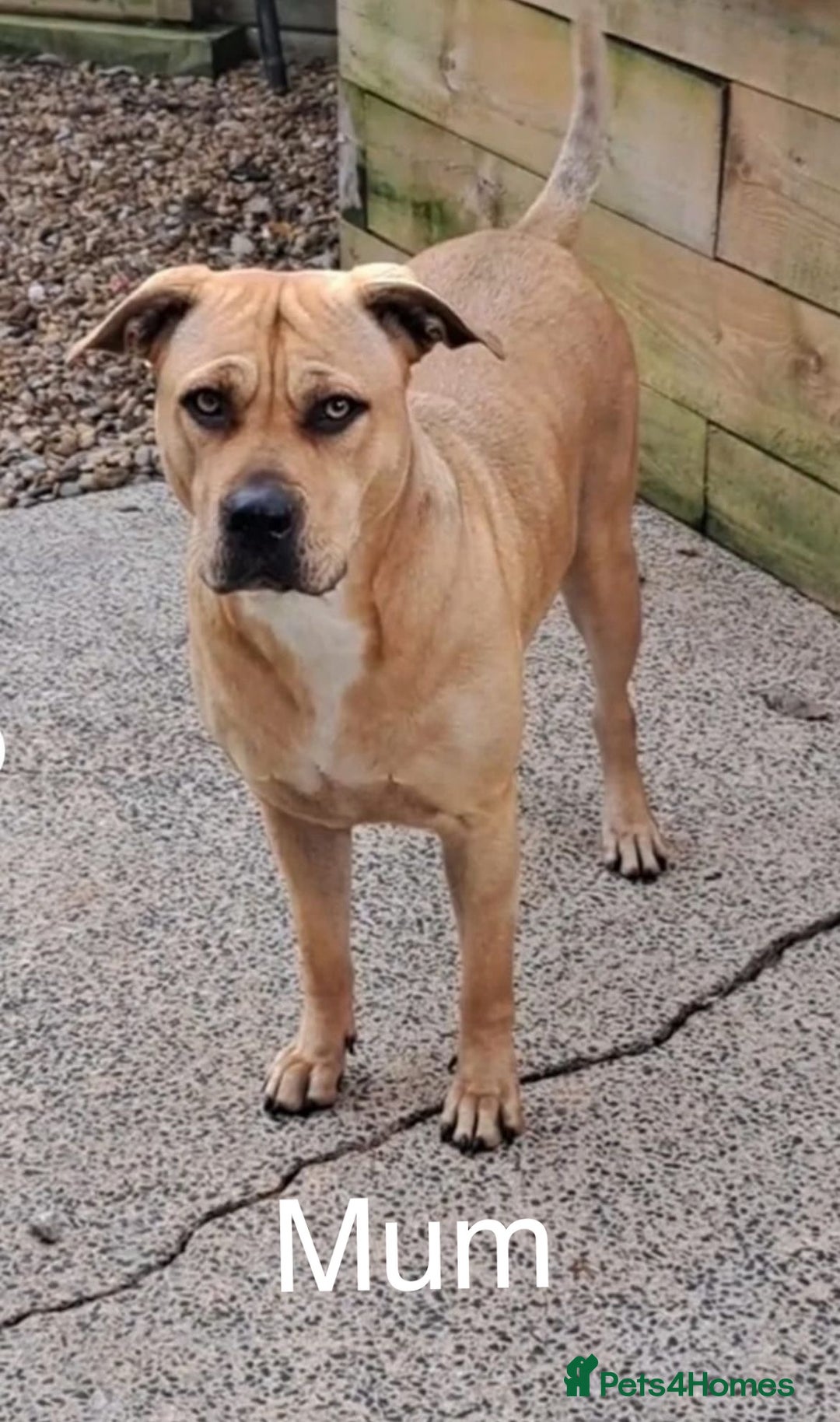 Mixed Breed dogs for sale: Cane Corso mix breed - Image 6