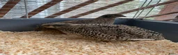 Quail poultry for sale: Male Coturnix Quail - Advert 4