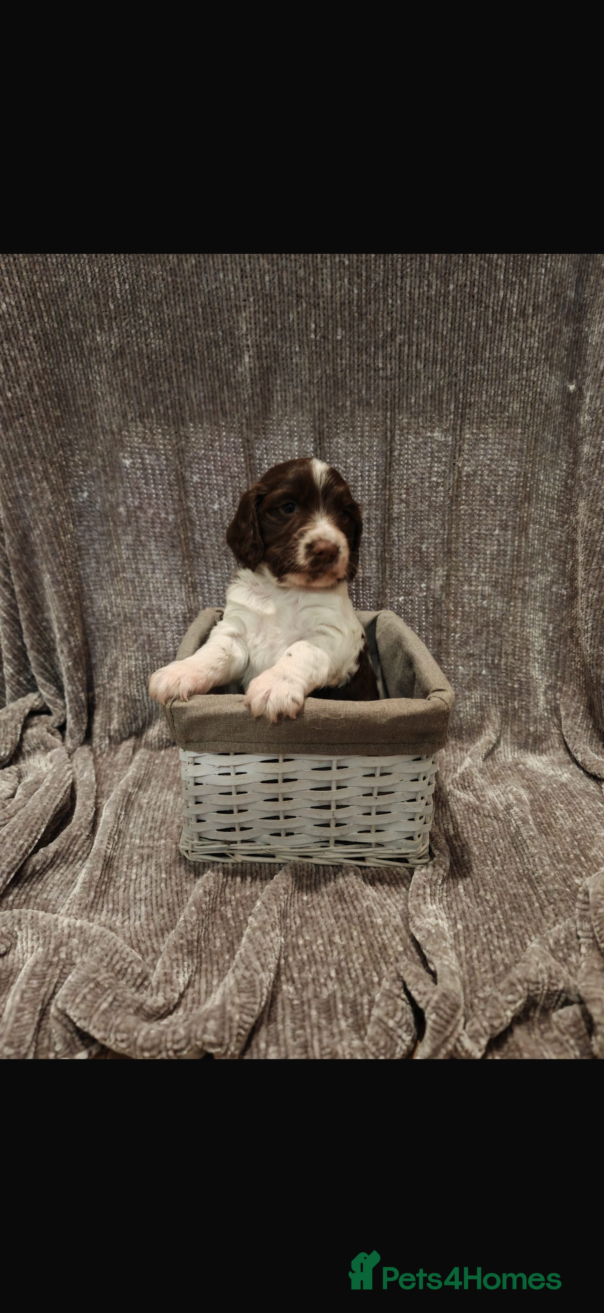 Sprocker dogs Exceptional F1B Sprocker puppy-male  - Advert 1
