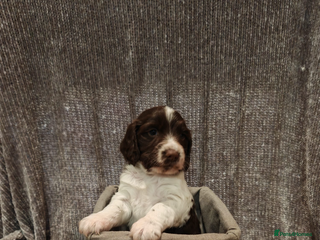 Sprocker dogs Exceptional F1B Sprocker puppy-male - Advert 2