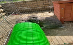 Mini Lop rabbits for sale: Two female grey mini lops  - Image 2