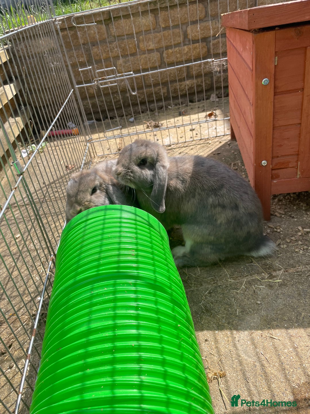 Mini Lop rabbits for sale: Two female grey mini lops  - Image 2