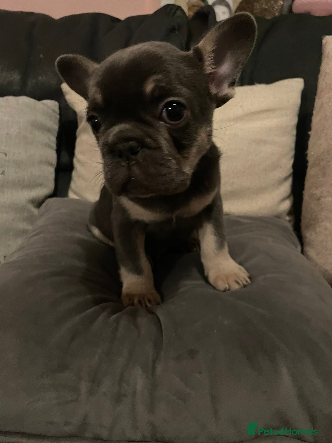French Bulldog dogs for sale: French bulldog boy - Advert 3