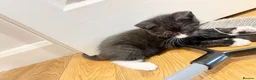 Mixed Breed cats for sale: Kittens for Sale! Ready to Leave 23 June! - Advert 17
