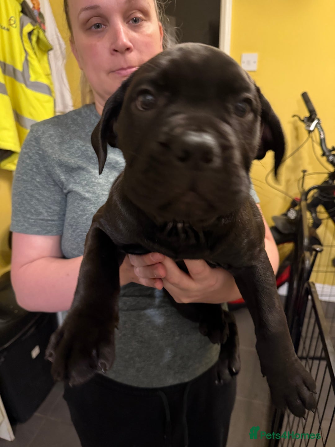 Cane Corso dogs for sale: Cane Corso puppies - Advert 13