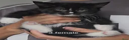 Mixed Breed cats for sale: Kittens for sale  - Advert 3