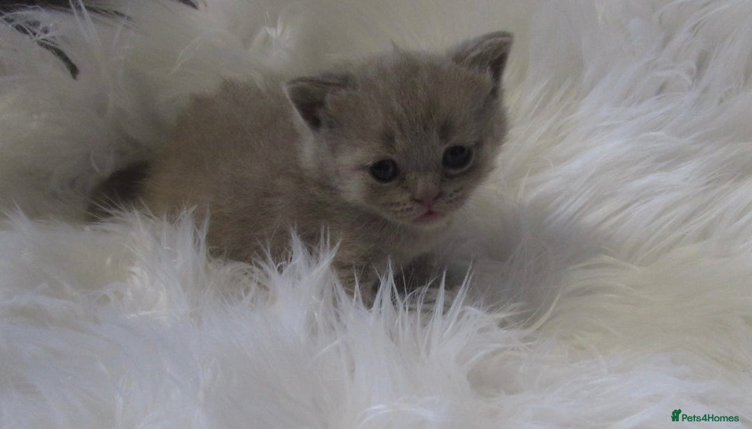 British Shorthair cats for sale: GCCF CHAMPION SIRED BRITISH SHORTHAIR KITTENS - Image 8