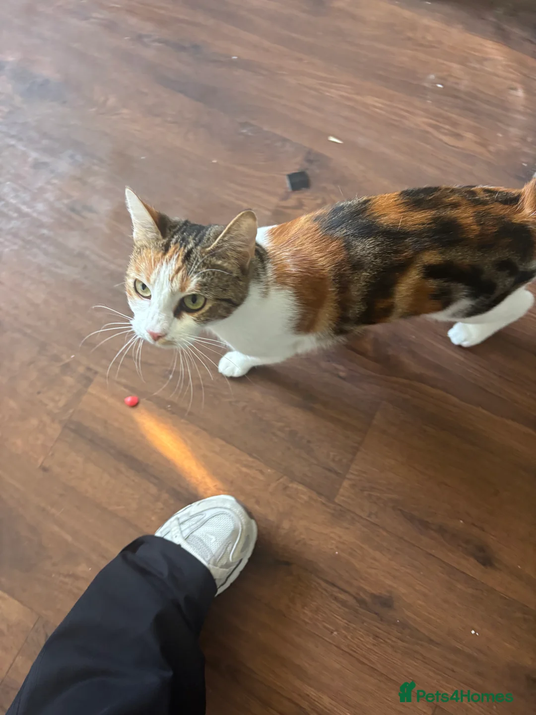 Mixed Breed cats for sale: 10 month old female kitten  in Leeds - Advert 1