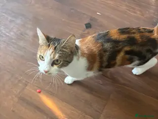 Mixed Breed cats 10 month old female kitten - Advert 1