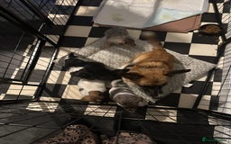 Jack Russell dogs for sale: Jack Russell pups  - Image 10