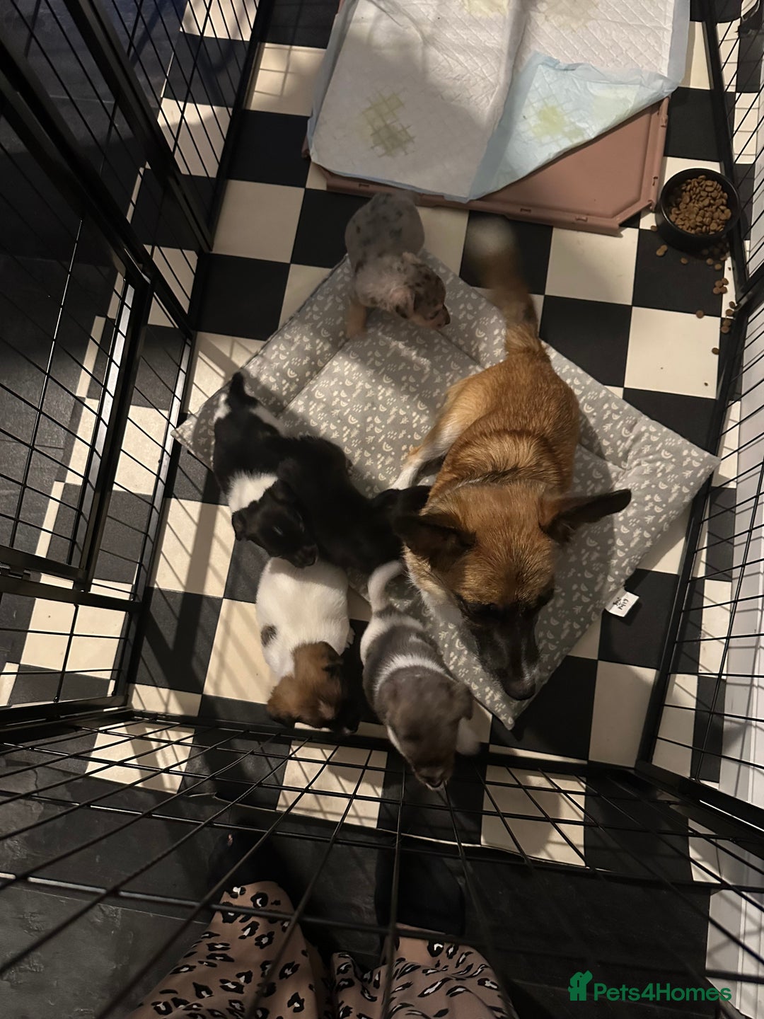 Jack Russell dogs for sale: Jack Russell pups  - Image 10