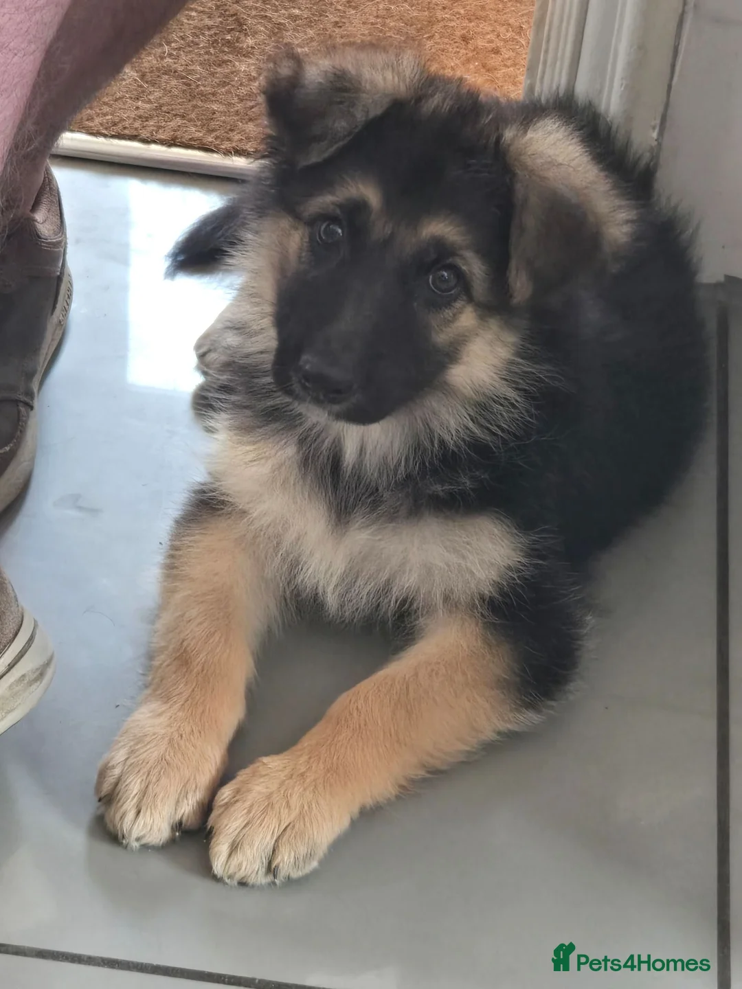 German Shepherd dogs for sale: 10 week B&T female gsd pup - Advert 18