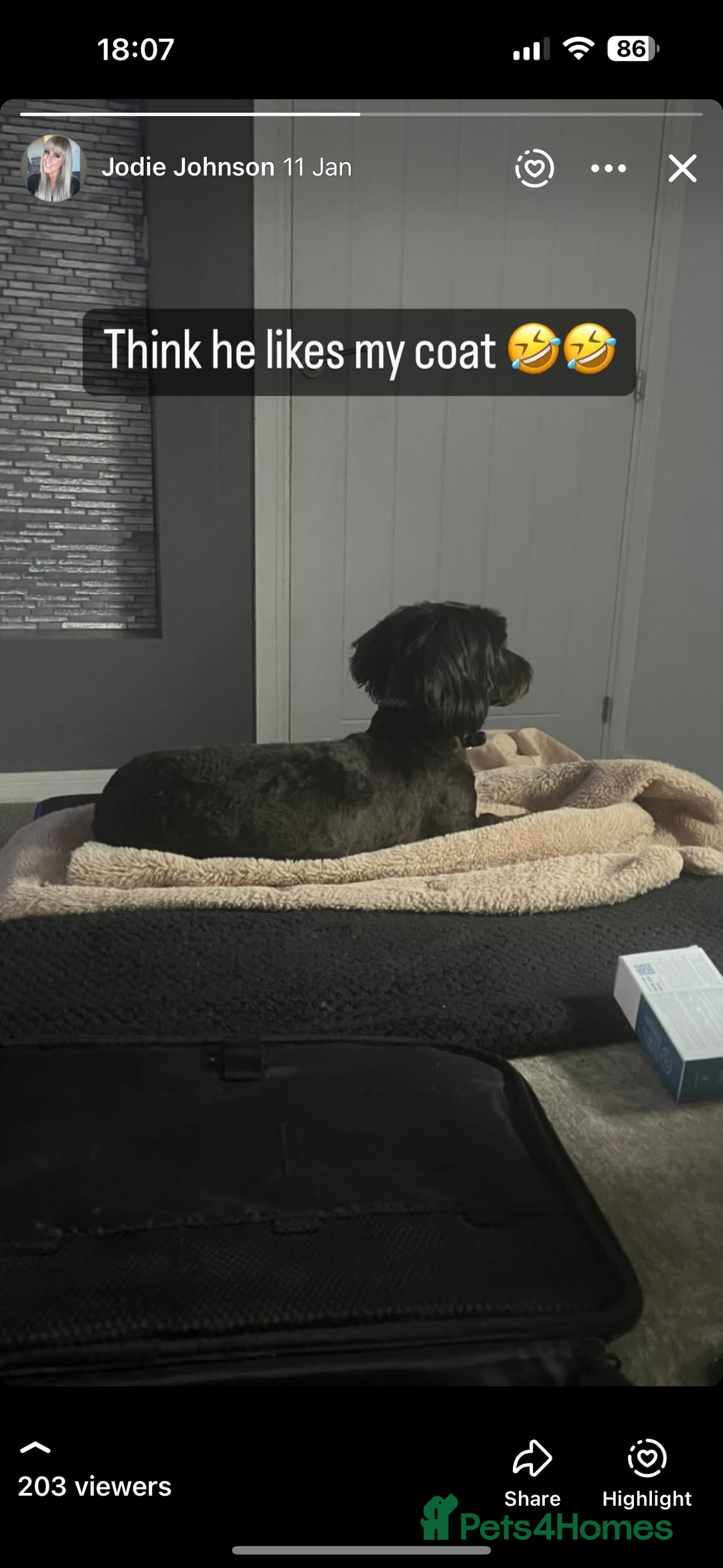 Mixed Breed dogs for sale: Doxiepoo boy black he’s cute caring lovable - Advert 2