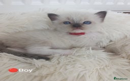 Ragdoll cats for sale: Stunning Ragdolls kittens  - Image 4
