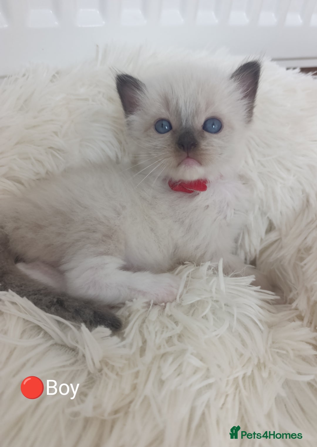 Ragdoll cats for sale: Stunning Ragdolls kittens  - Image 4