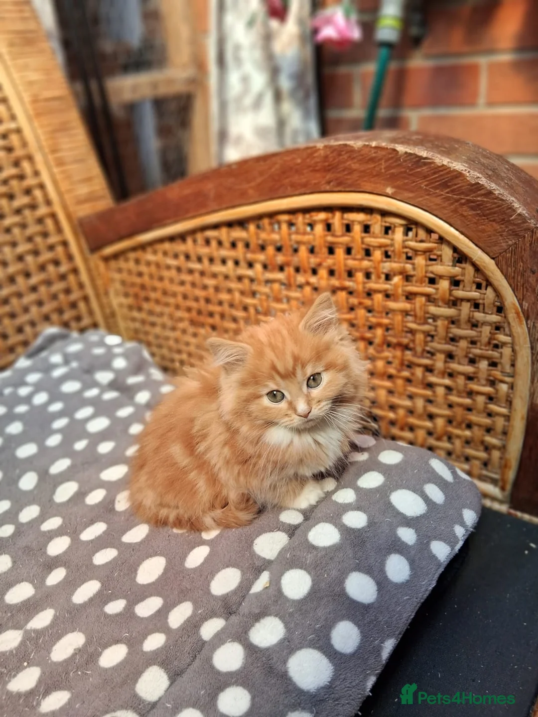 Maine Coon cats for sale: Maine Coon - Advert 6