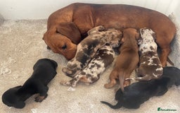 Miniature Dachshund dogs for sale: Stunning miniature type Dachunds  - Image 4