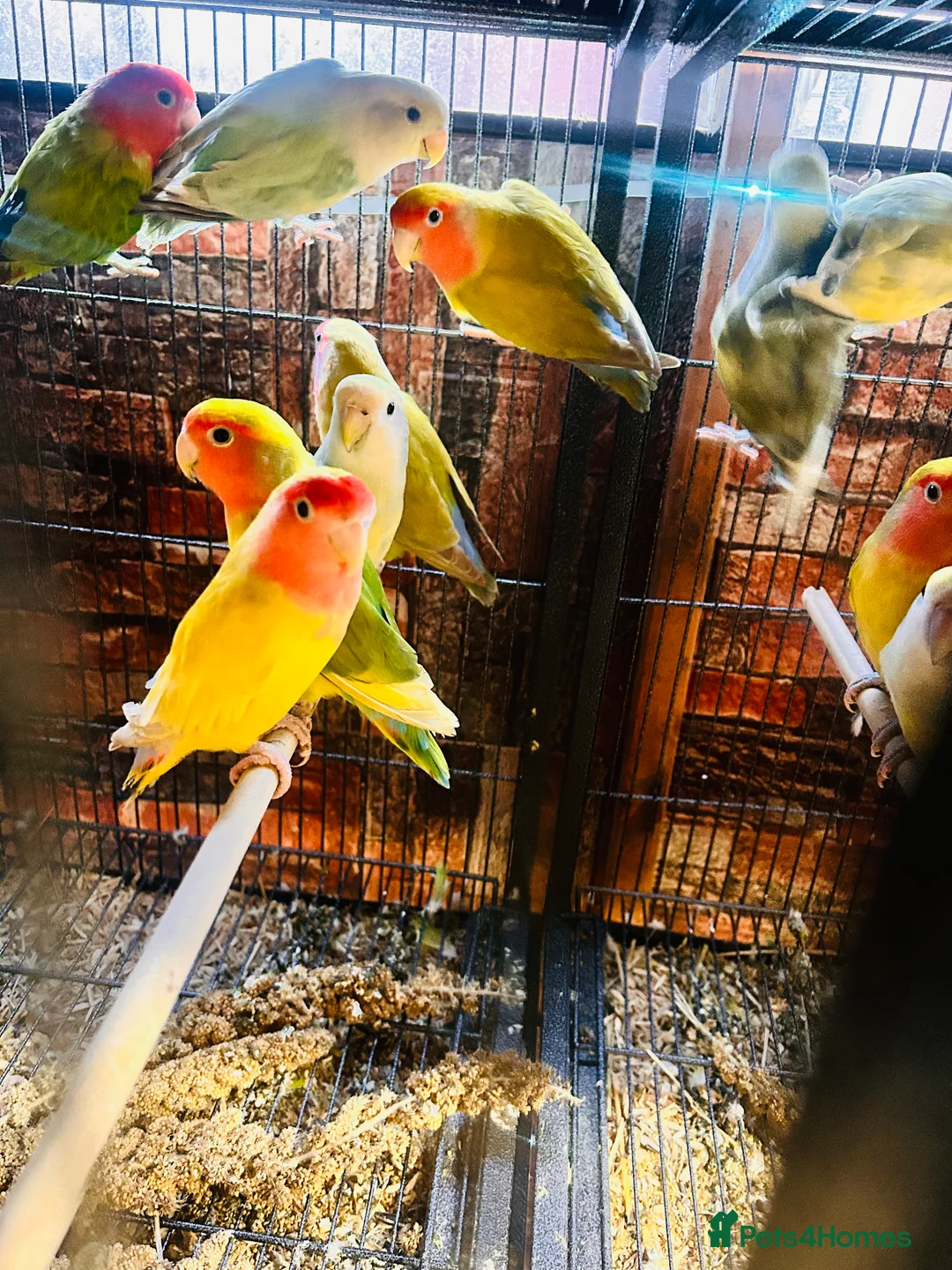 Lovebirds birds for sale: Various peachface lovebirds for sale  - Advert 4