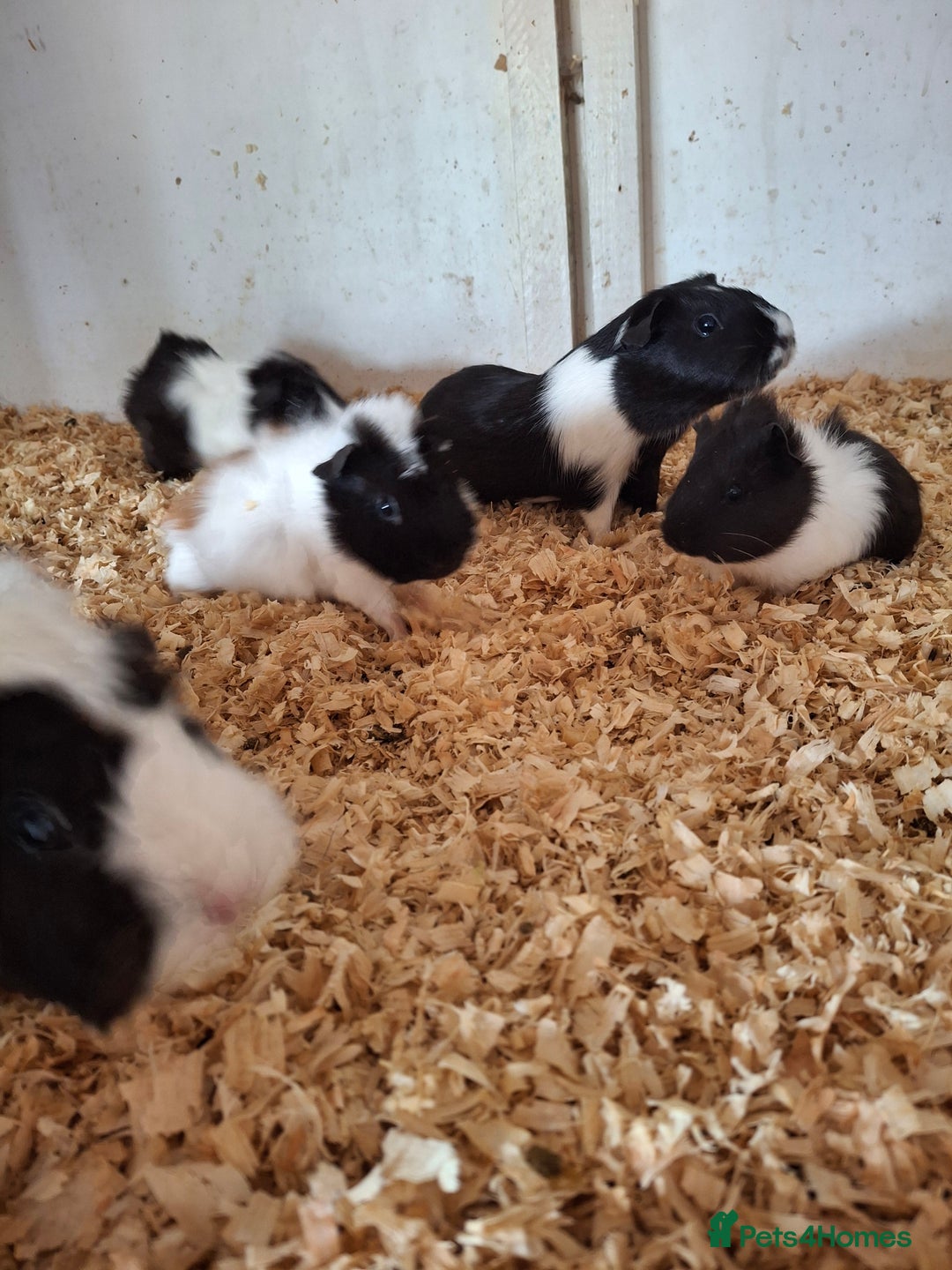 Guinea Pig rodents for sale: Female guinea pigs, various ages - Image 3