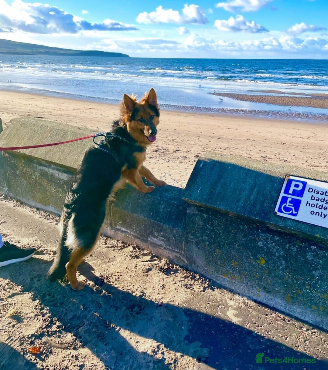 German Shepherd dogs for sale: Freddie  - Image 3