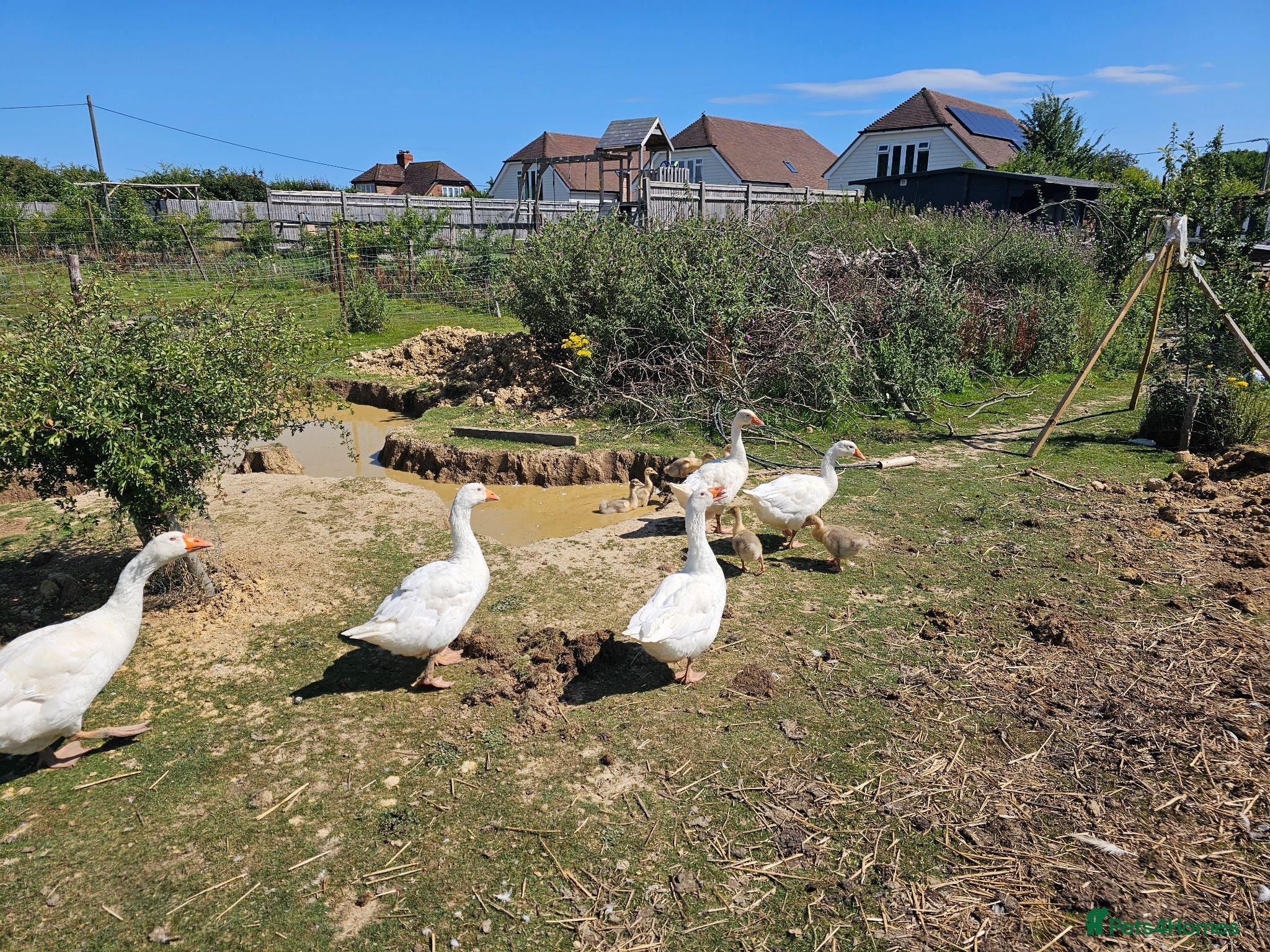 Geese poultry Ebden Geese  - Advert 2