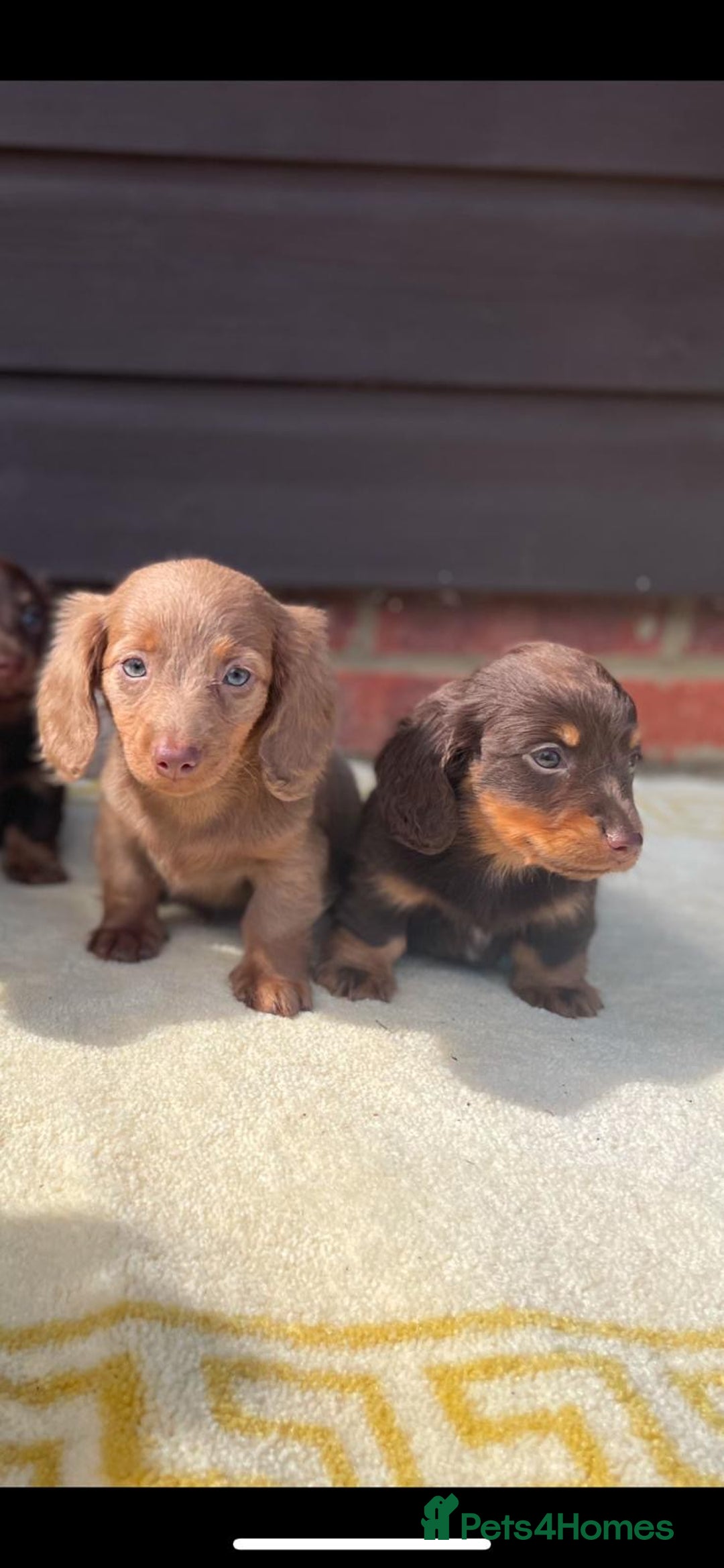 Miniature Dachshund dogs for sale: Long haired miniature Dashshund puppies  - Image 20