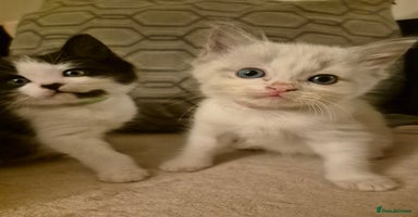 Ragdoll cats - Advert 4