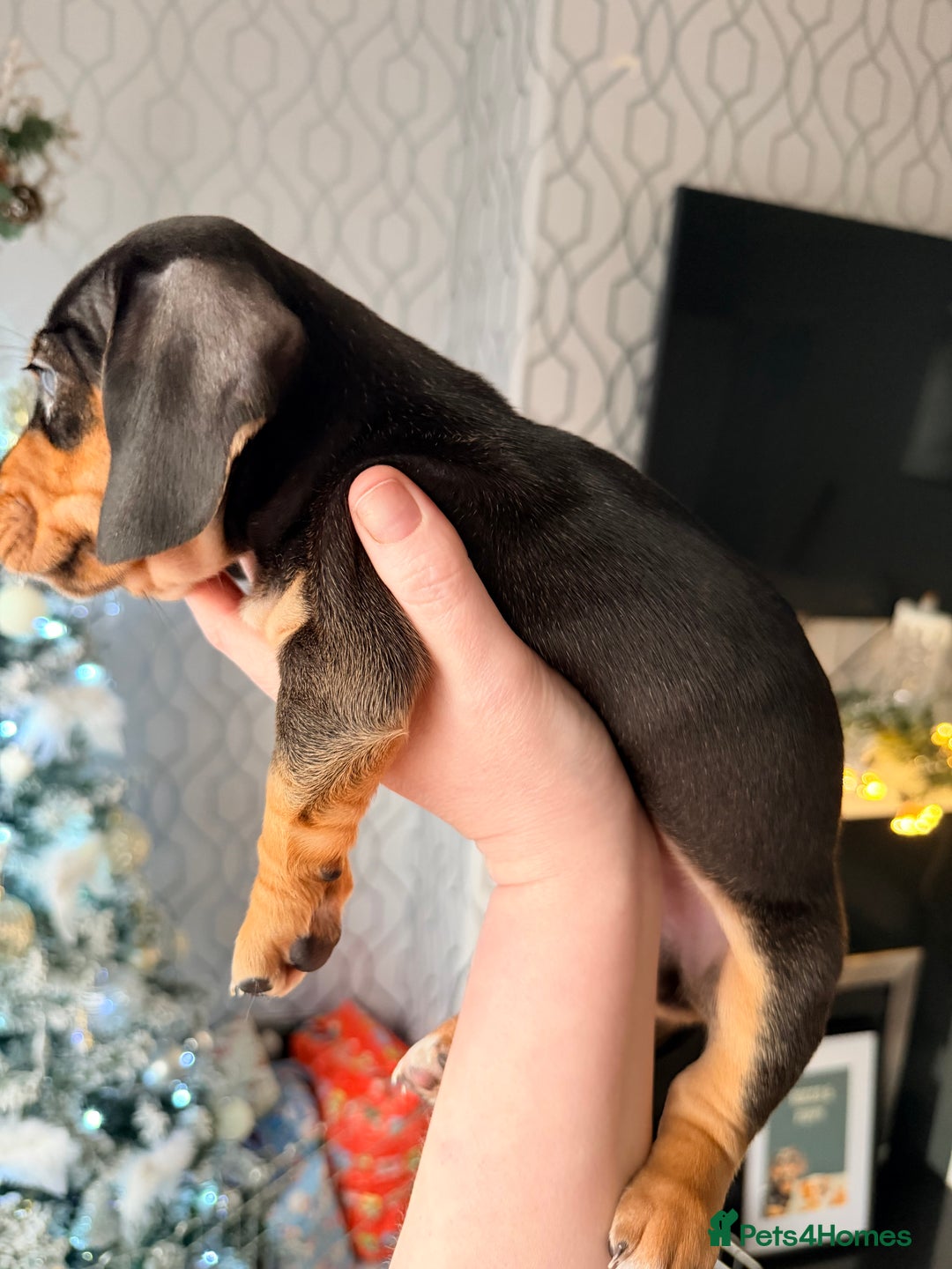 Dachshund dogs for sale: Family dogs first puppies - stunning Dachshunds  - Advert 41