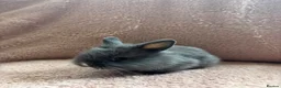 Lionhead rabbits for sale: 8 bunnies looking to be reserved - Advert 6