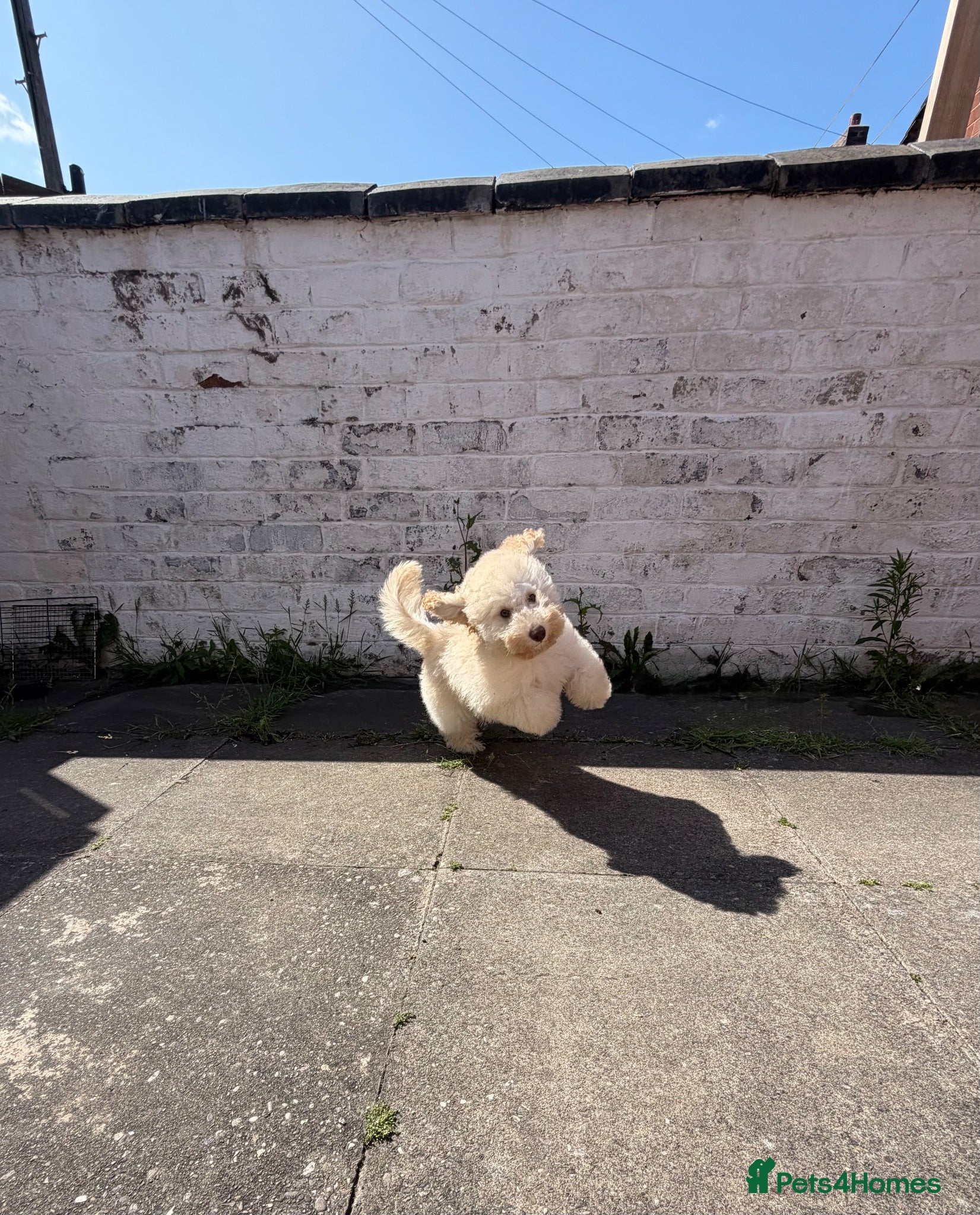 Miniature Poodle dogs 3 Months Old Cream Miniature Poodle - Advert 7