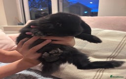 French Lop rabbits for sale: Pure bred French lop bunnies - Image 11
